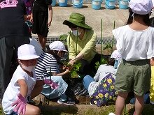 なりひが日記 9 えだまめ栽培 ２年 富谷市ホームページ